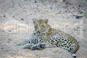 Leopard laying in the sand in the Sabi Sands.