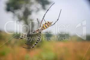Female Black and yellow garden spider in the Selati Game Reserve.