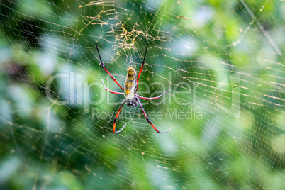 Female Golden orb spider in a web in the Selati Game Reserve.