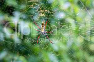 Female Golden orb spider in a web in the Selati Game Reserve.