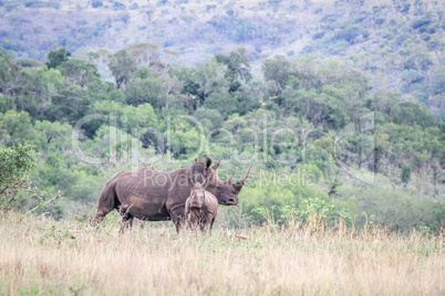 Mother White rhino with young in the grass.