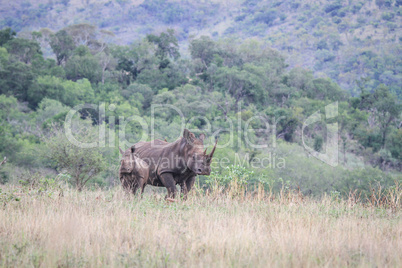 Starring Mother White rhino with young.