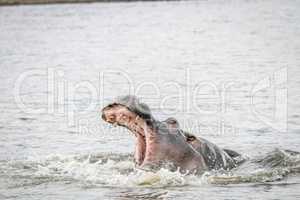 Yawning Hippo in the water in the Mkuze Game Reserve.