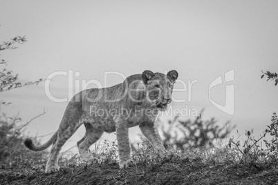 Walking Lion cub in black and white in the Mkuze Game Reserve.