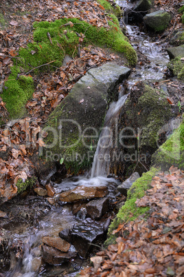 Bach im Wald