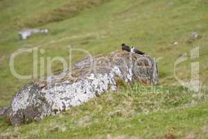 Arctic skua, Stercorarius parasiticus