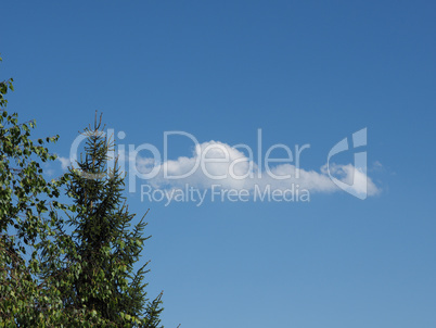 Tree and blue sky with clouds background