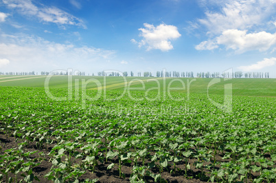 field sprouts sunflower and blue sky