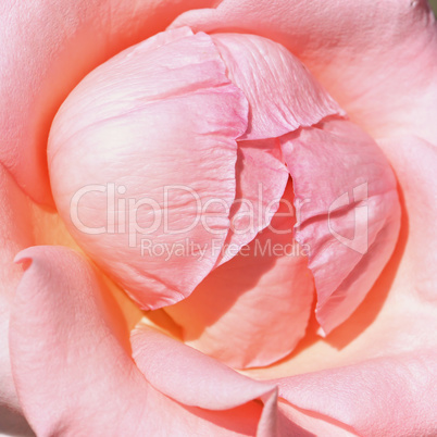 Beautiful pink rose. Natural background.