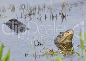 Alligator Growling for a Mate