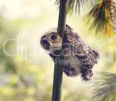 Barred Owlet Perches