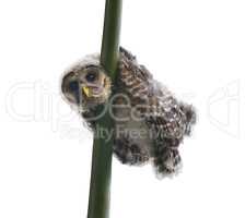 Barred Owlet Perches
