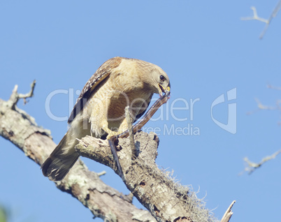 Red  Shouldered Hawk