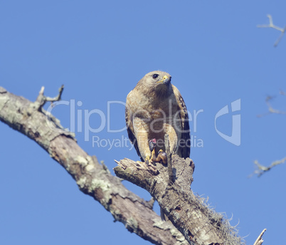 Red  Shouldered Hawk