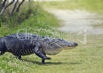 Alligator Crossing a Trail
