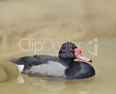 Rosy-billed Pochard Duck