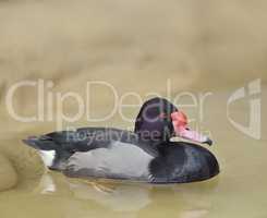 Rosy-billed Pochard Duck