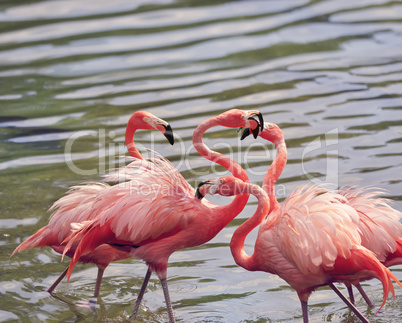 American Falmingos fighting