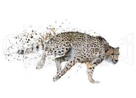 Cheetah (Acinonyx jubatus) Watercolor