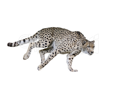 Cheetah (Acinonyx jubatus) Running