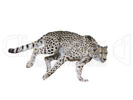 Cheetah (Acinonyx jubatus) Running
