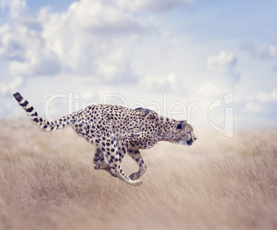 Cheetah (Acinonyx jubatus) Running