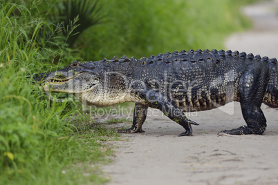 Large Florida Alligator