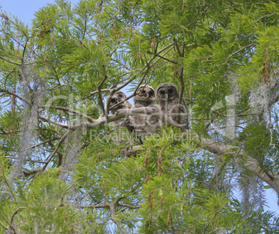 Three Barred Owlets