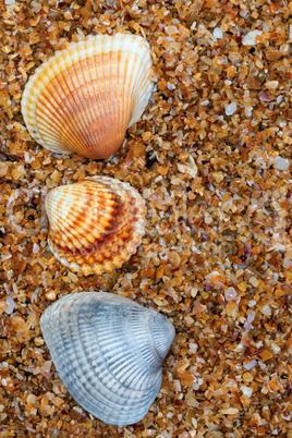 Three seashell on sand in sun day