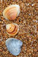 Three seashell on sand in sun day