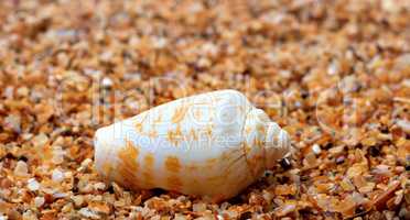 Shell of cone snail on sand