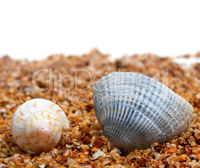 Two seashell on sand