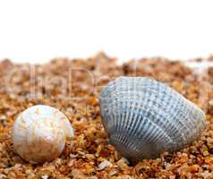 Two seashell on sand