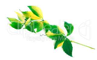 Green branch of grapes leaves (Parthenocissus quinquefolia folia