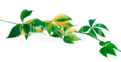 Green yellowed twig of grapes leaves