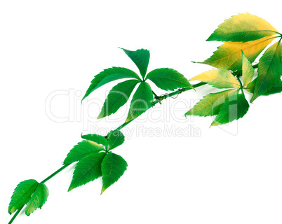 Green yellowed sprig of grapes leaves