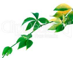 Green yellowed sprig of grapes leaves