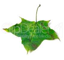 Green autumn maple leaf
