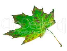 Green maple-leaf isolated on white background