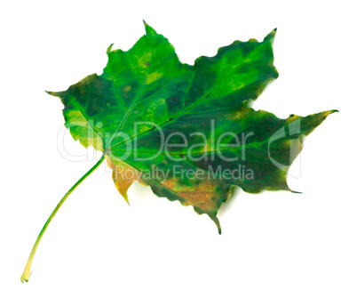 Green autumn maple leaf on white background