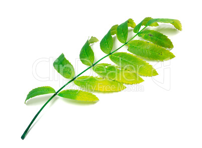 Multicolor rowan leaf on white