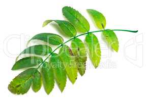 Green rowan leaves