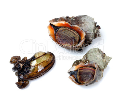 Two veined rapa whelk and anodonta (river mussel)