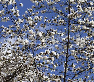 Spring blooming magnolia