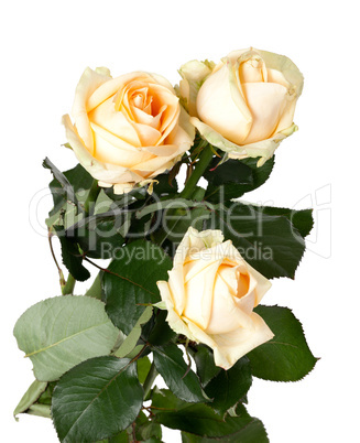 Bouquet of roses on white