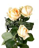 Bouquet of roses on white