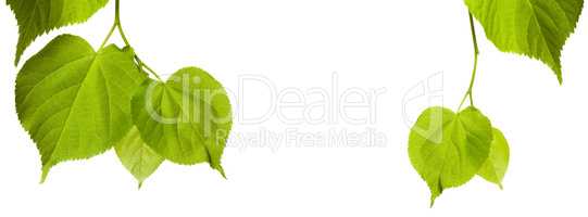 Green tilia leaves with copy space