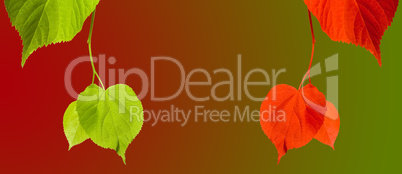 Green and red linden-tree twigs on multicolor background