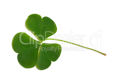 Green clover leaf