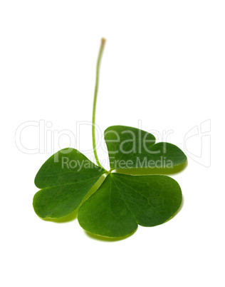 Green clover leaf isolated on white background